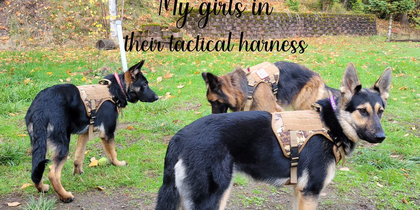 tactical-dog-harness