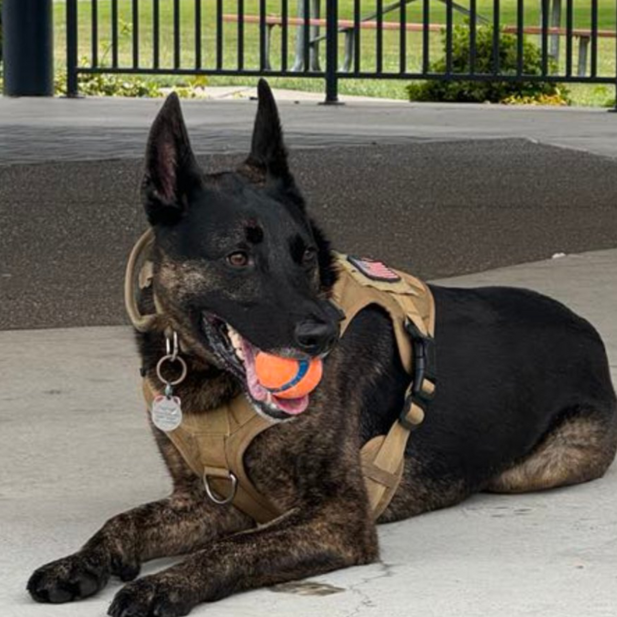 tactical-dog-harness-and-leash-set-collar-molle-bags