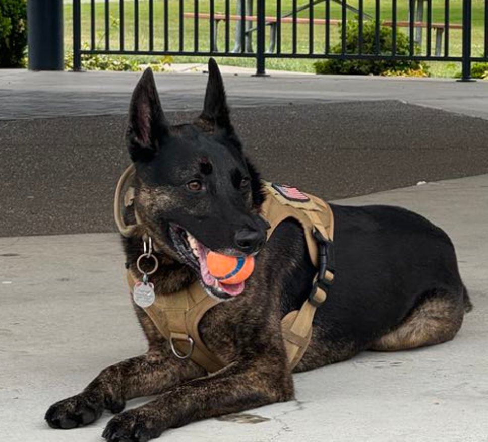 tactical-dog-harness-leash-set-molle-bags