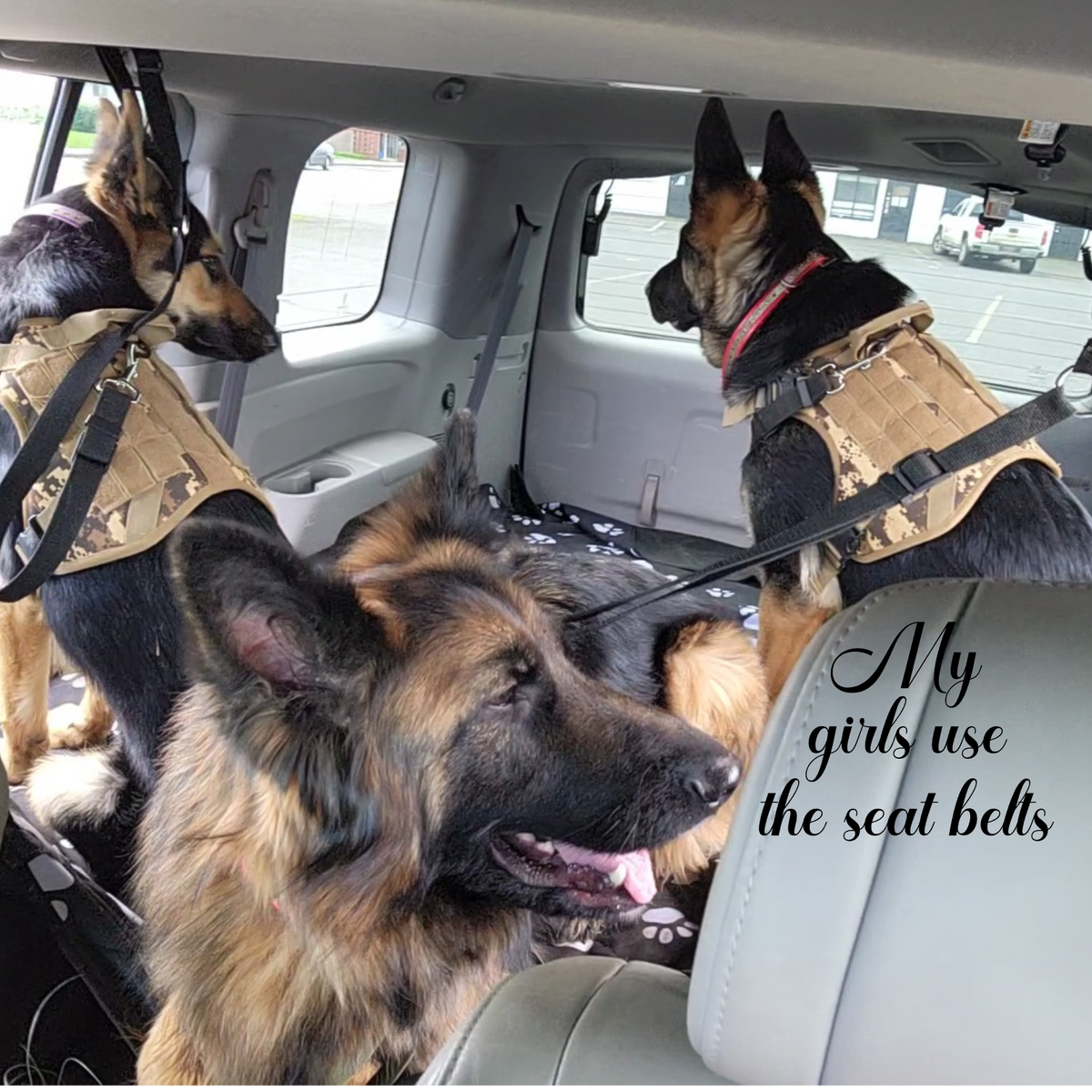 Adjustable Dog Seat Belt